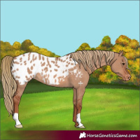 Horse Color:Red Dun Appaloosa 
