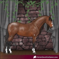 Horse Color:Brown 