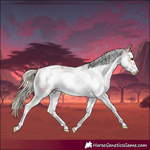 Horse Color:White Spotted Palomino Frame 
