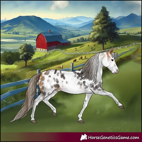 Horse Color:White Spotted Buckskin Frame Appaloosa 