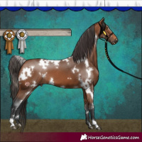 Horse Color:White Spotted Bay 