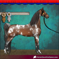 Horse Color:White Spotted Bay 