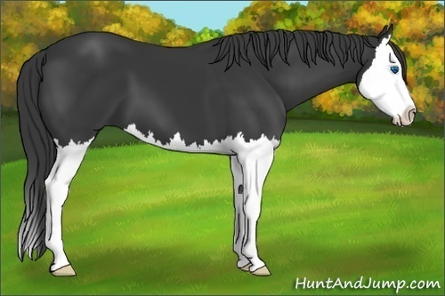 Horse Color:Black Splash