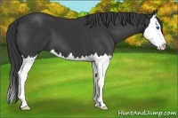 Horse Color:Black Splash