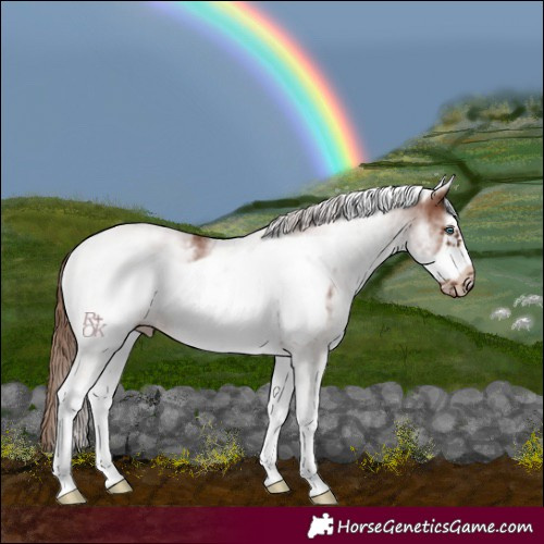 Horse Color:White Spotted Chestnut Frame 