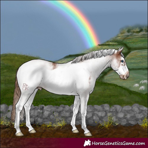 Horse Color:White Spotted Chestnut Frame 