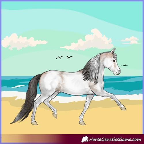 Horse Color:White Spotted Bay Dun Sabino Rabicano 