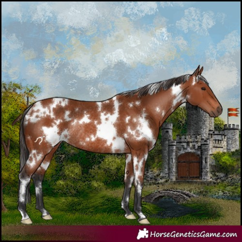 Horse Color:White Spotted Bay Rabicano 