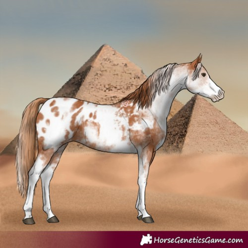 Horse Color:White Spotted Chestnut Appaloosa 