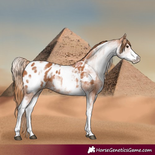 Horse Color:White Spotted Chestnut Blanket 