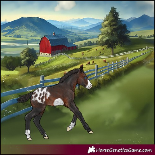Horse Color:Brown Frame Appaloosa 