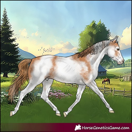 Horse Color:White Spotted Chestnut 