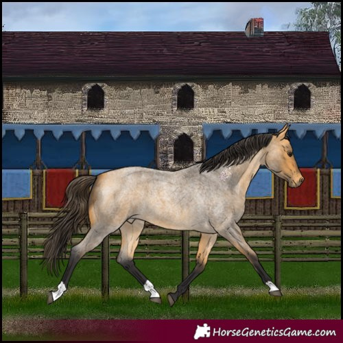 Horse Color:Buckskin Roan 
