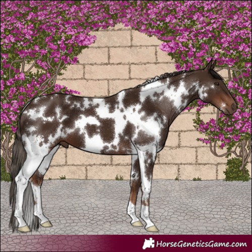 Horse Color:White Spotted Liver Chestnut 