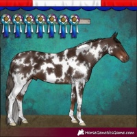 Horse Color:White Spotted Liver Chestnut 