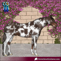 Horse Color:White Spotted Liver Chestnut 
