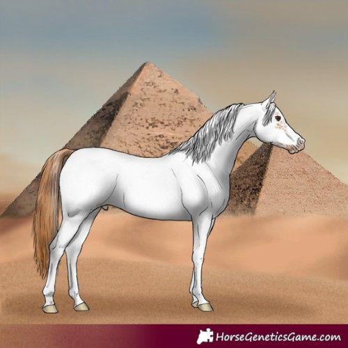 Horse Color:White Spotted Chestnut Frame 