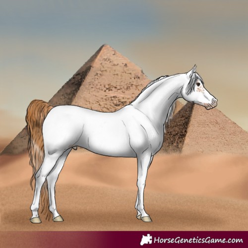 Horse Color:White Spotted Chestnut Frame 