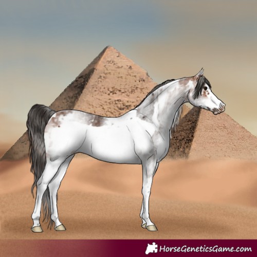 Horse Color:White Spotted Bay Frame 