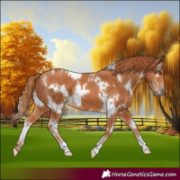 Horse Color:White Spotted Chestnut 