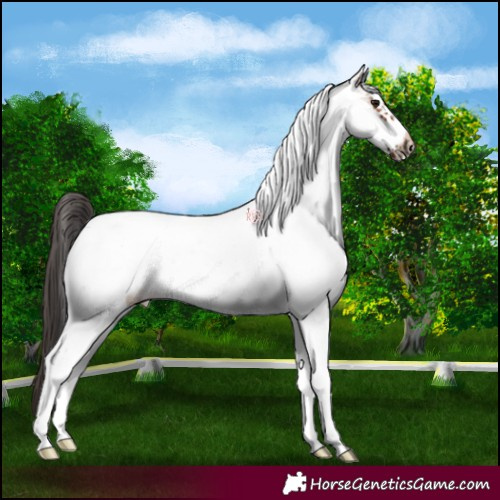 Horse Color:White Spotted Bay Frame 