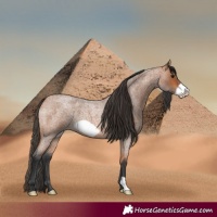 Horse Color:Bay Roan Frame 