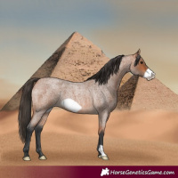 Horse Color:Bay Roan Frame 