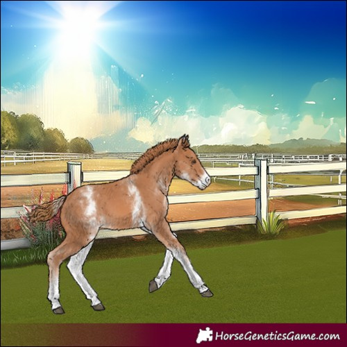 Horse Color:White Spotted Chestnut 