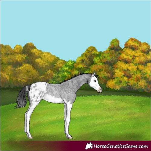 Horse Color:Blue Roan Splash Appaloosa Rabicano 