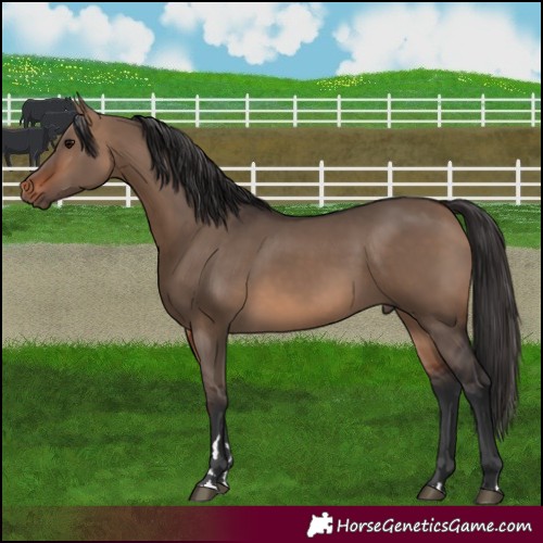 Horse Color:Brown Dun 