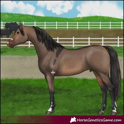 Horse Color:Brown Dun 