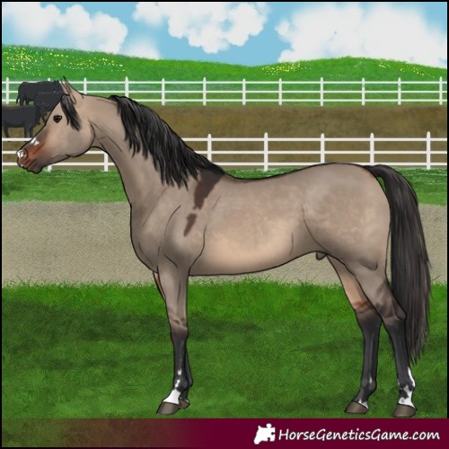 Horse Color:Brown Dun 