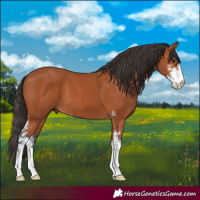 Horse Color:Bay Sabino