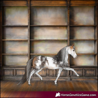 Horse Color:White Spotted Buckskin 