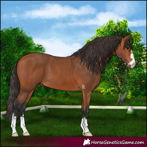 Horse Color:Bay 