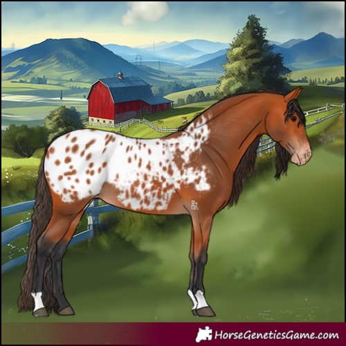 Horse Color:Bay Blanket 