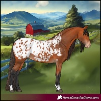 Horse Color:Bay Appaloosa