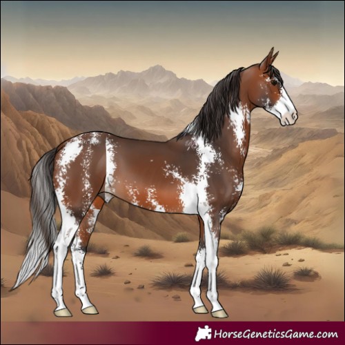 Horse Color:Bay Sabino 
