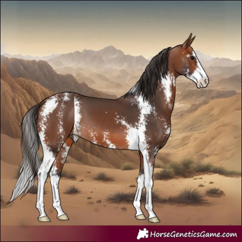Horse Color:Bay Sabino 