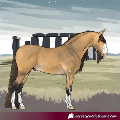 Horse Color:Buckskin 