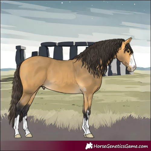 Horse Color:Buckskin 