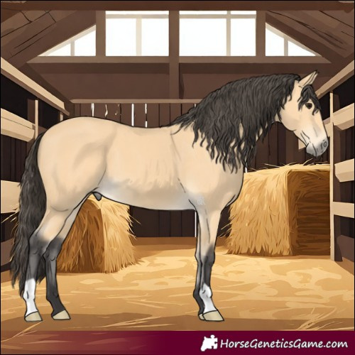 Horse Color:Buckskin 
