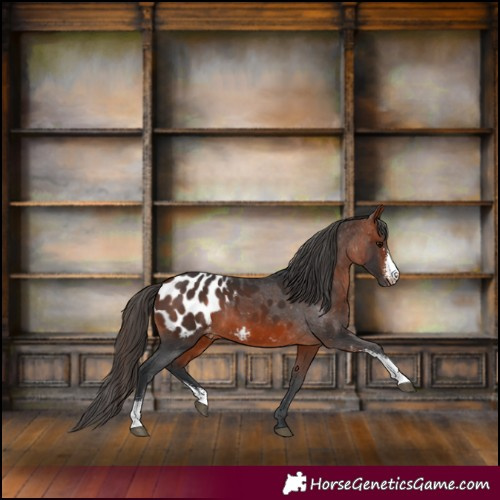 Horse Color:Brown Sabino Appaloosa 