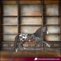 Horse Color:Brown Sabino Blanket 