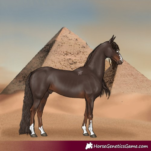 Horse Color:Liver Chestnut 