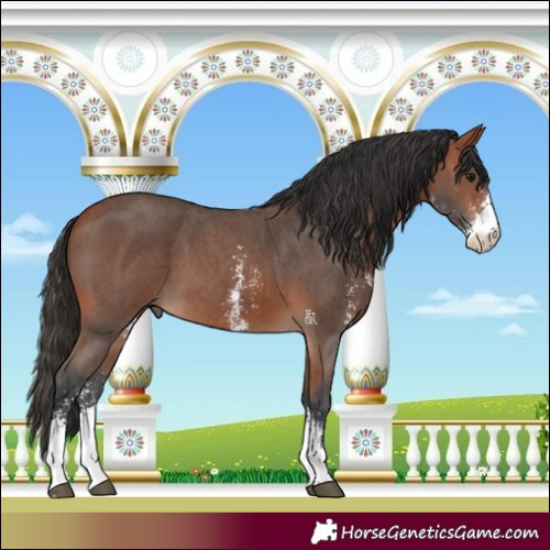 Horse Color:Bay Sabino 