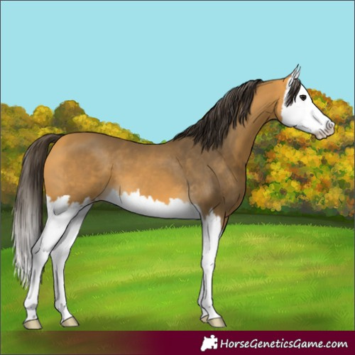 Horse Color:Buckskin Splash 