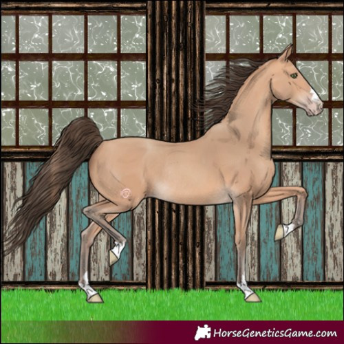 Horse Color:Amber Champagne Rabicano 