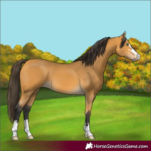 Horse Color:Buckskin 