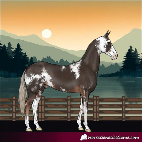 Horse Color:Liver Chestnut Sabino 